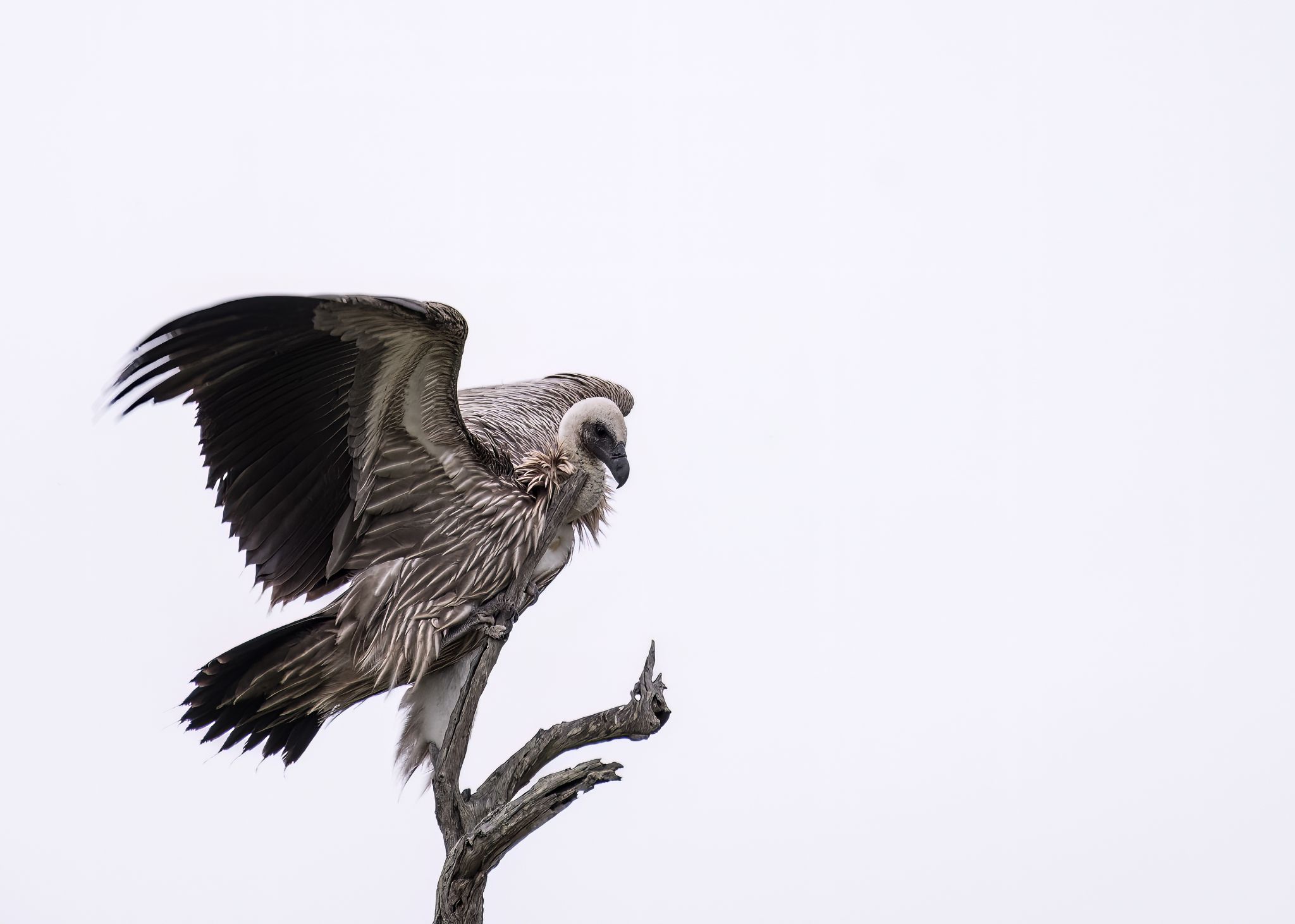 Weißrücken Geier White backed Vulture (Gyps africanus)
